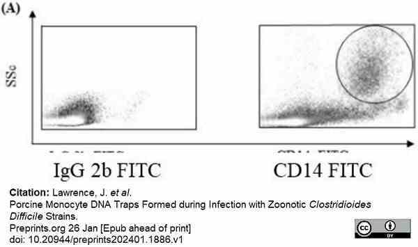 Anti Pig CD14 Antibody, clone MIL2 gallery image 6