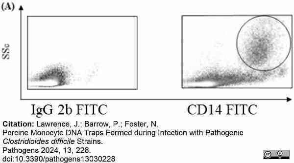 Anti Pig CD14 Antibody, clone MIL2 gallery image 8