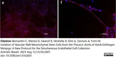 Anti Pig CD144 Antibody, clone 123 gallery image 1