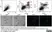 Anti Pig CD16 Antibody, clone G7 thumbnail image 4