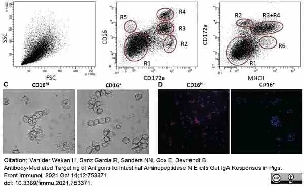 Anti Pig CD16 Antibody, clone G7 gallery image 4