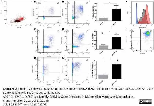 Anti Pig CD16 Antibody, clone G7 | Bio-Rad