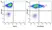 Anti Pig CD16 Antibody, clone G7 thumbnail image 9