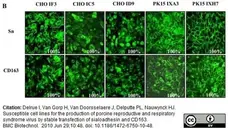 Anti Pig CD163 Antibody, clone 2A10/11 gallery image 11