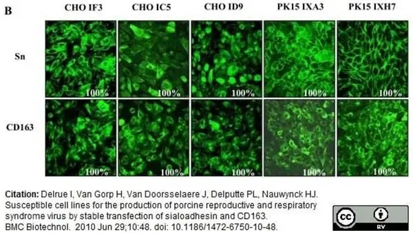 Anti Pig CD163 Antibody, clone 2A10/11 | Bio-Rad
