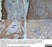 Anti Pig CD163 Antibody, clone 2A10/11 thumbnail image 11