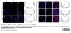 Anti Pig CD163 Antibody, clone 2A10/11 gallery image 14