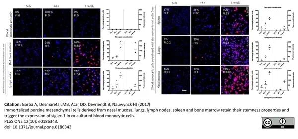 Anti Pig CD163 Antibody, clone 2A10/11 gallery image 14