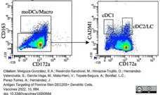 Anti Pig CD163 Antibody, clone 2A10/11 gallery image 15