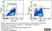 Anti Pig CD163 Antibody, clone 2A10/11 thumbnail image 15