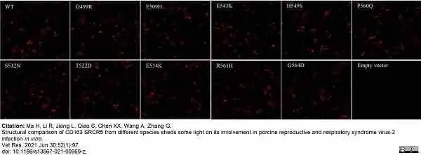 Anti Pig CD163 Antibody, clone 2A10/11 gallery image 16