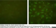 Anti Pig CD163 Antibody, clone 2A10/11 gallery image 6