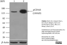 Anti Pig CD163 Antibody, clone 2A10/11 gallery image 7