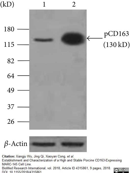 Anti Pig CD163 Antibody, clone 2A10/11 gallery image 7