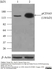 Anti Pig CD163 Antibody, clone 2A10/11 thumbnail image 6