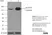 Anti Pig CD163 Antibody, clone 2A10/11 thumbnail image 7