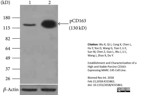 Anti Pig CD163 Antibody, clone 2A10/11 gallery image 7