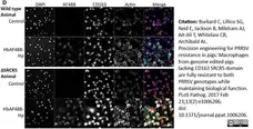 Anti Pig CD163 Antibody, clone 2A10/11 gallery image 9