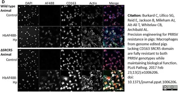 Anti Pig CD163 Antibody, clone 2A10/11 gallery image 9