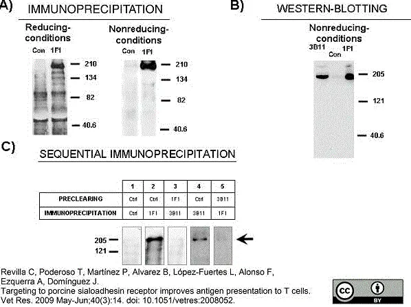 Anti Pig CD169 Antibody, clone 3B11/11 gallery image 2