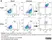Anti Pig CD169 Antibody, clone 3B11/11 thumbnail image 4