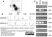 Anti Pig CD172a Antibody, clone BL1H7 thumbnail image 3