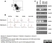 Anti Pig CD172a Antibody, clone BL1H7 thumbnail image 4
