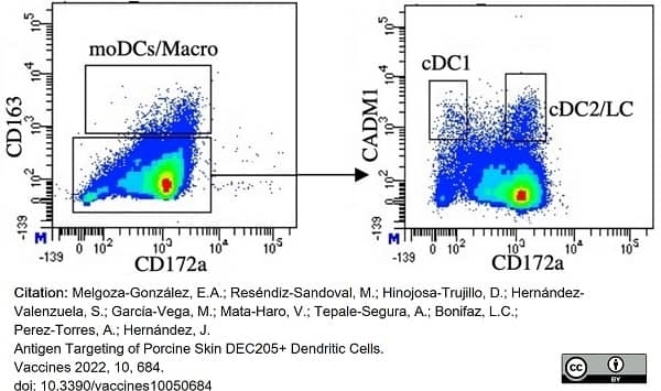 Anti Pig CD172a Antibody, clone BL1H7 gallery image 8