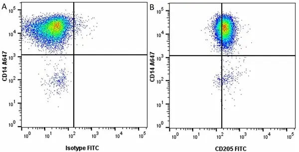 Anti Pig CD205 Antibody, clone ZH9F7 gallery image 3