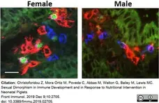Anti Pig CD25 Antibody, clone K231.3B2 gallery image 5