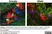 Anti Pig CD25 Antibody, clone K231.3B2 thumbnail image 5