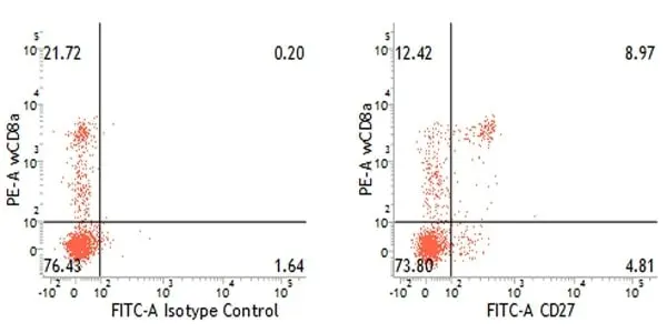 Anti Pig CD27 Antibody, clone B30C7 gallery image 3