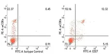 Anti Pig CD27 Antibody, clone B30C7 gallery image 4
