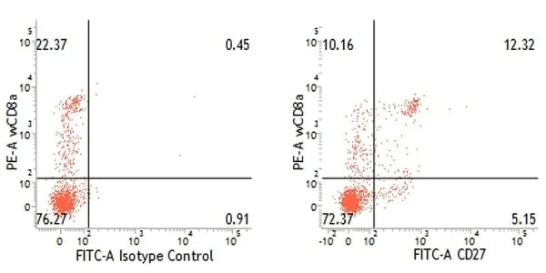 Anti Pig CD27 Antibody, clone B30C7 gallery image 4