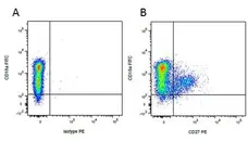 Anti Pig CD27 Antibody, clone B30C7 gallery image 6