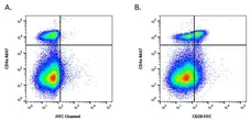 Anti Pig CD28 Antibody, clone 3D11 gallery image 1