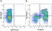 Anti Pig CD3 Antibody, clone PPT3 thumbnail image 21