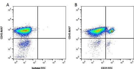 Anti Pig CD31 Antibody, clone LCI-4 | Bio-Rad