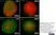 Anti Pig CD31 Antibody, clone LCI-4 thumbnail image 10