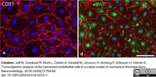 Anti Pig CD31 Antibody, clone LCI-4 gallery image 11