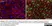 Anti Pig CD31 Antibody, clone LCI-4 thumbnail image 11
