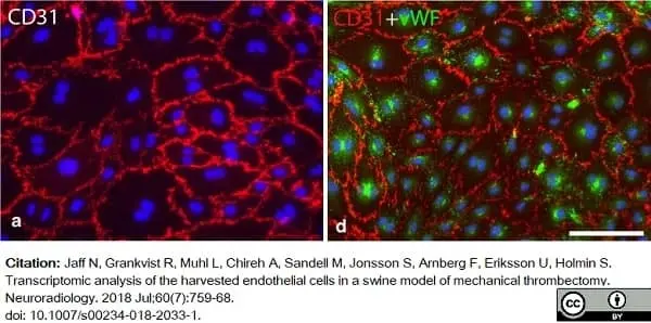 Anti Pig CD31 Antibody, clone LCI-4 gallery image 11