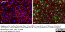 Anti Pig CD31 Antibody, clone LCI-4 gallery image 12