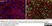 Anti Pig CD31 Antibody, clone LCI-4 thumbnail image 12