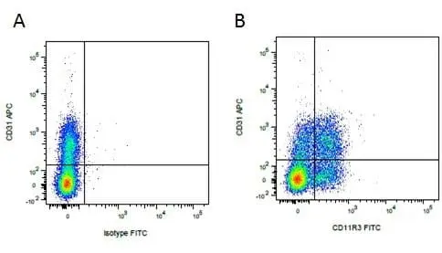 Anti Pig CD31 Antibody, clone LCI-4 gallery image 2