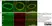 Anti Pig CD31 Antibody, clone LCI-4 thumbnail image 6