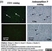 Anti Pig CD31 Antibody, clone LCI-4 thumbnail image 8