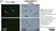 Anti Pig CD31 Antibody, clone LCI-4 thumbnail image 8