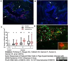 Anti Pig CD335 Antibody, clone VIV-KM1 gallery image 6