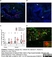 Anti Pig CD335 Antibody, clone VIV-KM1 thumbnail image 6